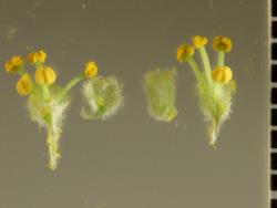 Salix lasiandra.  Male flowers and bracts.
 Image: D. Glenny © Landcare Research 2020 CC BY 4.0